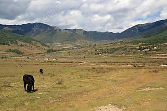 Cows are grazing in the countryside near Gangtey (Bhutan)