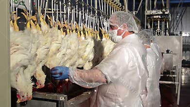 Slaughtered chicken halal way