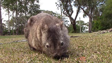 Wombat eating with noises of australian wildlife