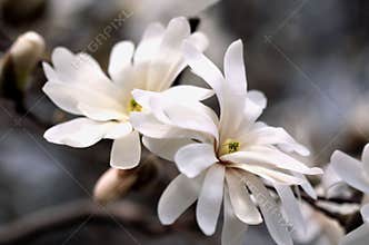 Magnolia Blossoms