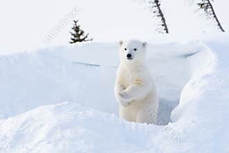 Polar bear (Ursus maritimus) cub