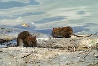 Rats