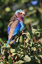 Lilac brested roller