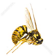 Wasp