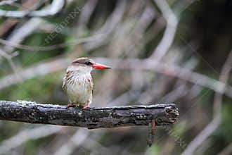 Brown-hooded Kingfisher (Halcyon albiventris)