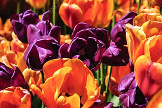 Purple and orange tulips