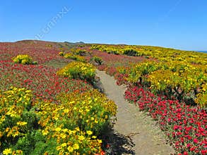 Wildflower path, Anacapa