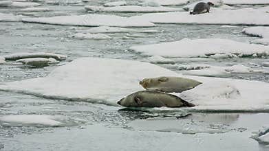 Seals in Jokulsarlon Lagoon