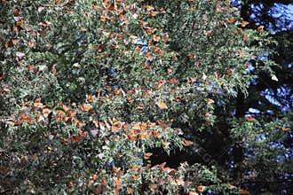 Monarch Butterflies