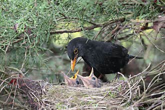 Blackbird feeding