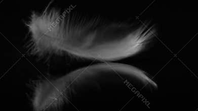 White Feather puff of light Wind /Alpha Matte/