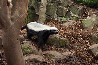 Honey Badger