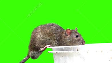 Rat