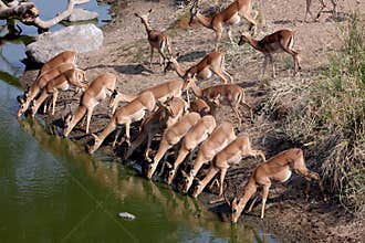 Portrait of a group of Impalas