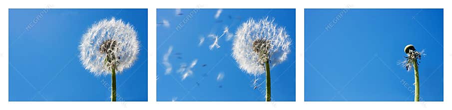 Dandelion Flying Seeds
