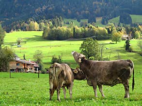 Happy cows in green pasture of hilly countryside