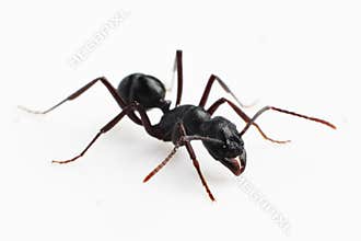 Ant