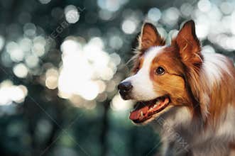 Red dog border collie in sunlight
