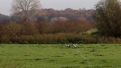 Playing grey herons in IJssel floodplains, Holland