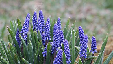 Blue Muscari spring primroses in the rain