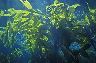 Kelp forest, Monterey Bay Aquarium, Monterey, CA