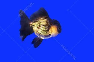 Gold fish Black-gold Oranda