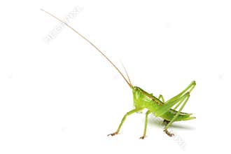 Grasshopper