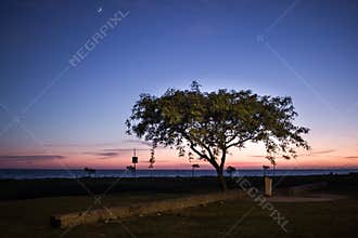 Tree twilight moon
