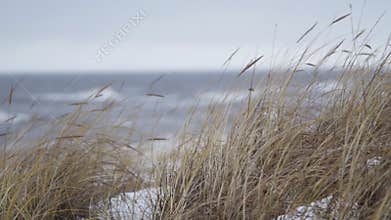 Thin beach-grass waving in wind during a winter storm