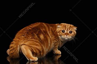 Frightened Ginger Scottish Fold Cat Looking back isolated on Black