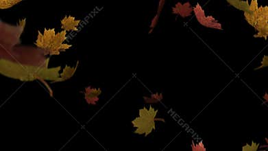 Leaves falling