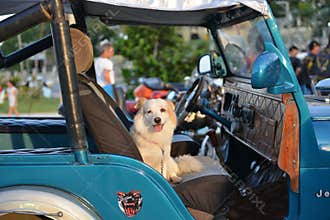 Dog in car