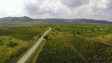 Country road through the vineyards somewhere in Dobrogea, Romania