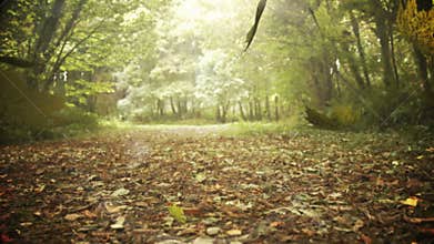 Autumn leaves falling