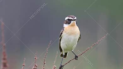 Whinchat (Saxicola rubetra)