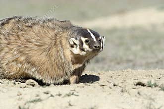 Badger
