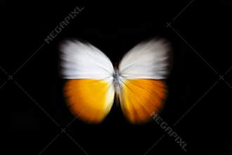 Butterfly zoom
