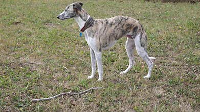 Whippet dog