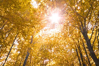 Autumn nature
