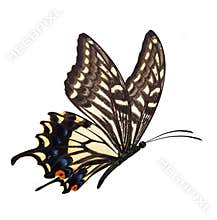 Yellow butterfly flying