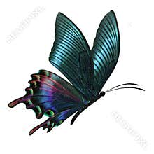 Colorful butterfly flying