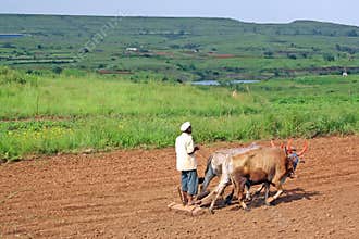 Farmer tilling the land with animal powered plough