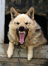 Dog yap