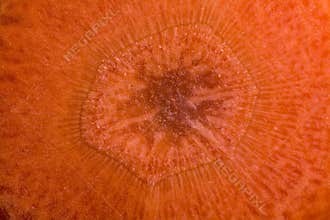 Carrot slice