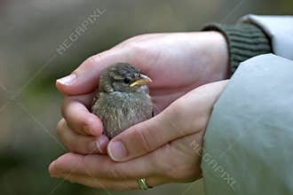 Holding a baby sparrow