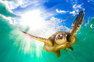 Hawaiian Green Sea Turtle