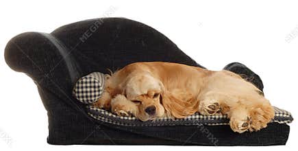 Cocker spaniel in dog bed
