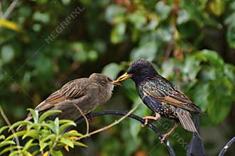 Baby starling being fed by parent