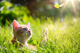 Art Young cat / kitten hunting a ladybug with Back Lit