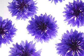 Blue flowers on white